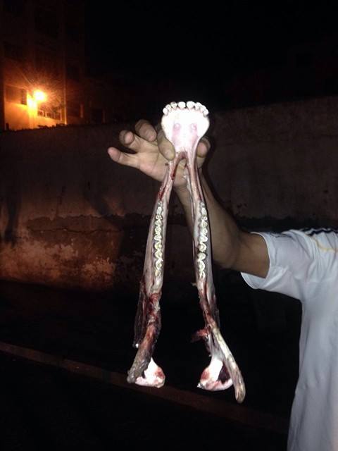 العثور على جمجمة حمار مذبوح ببني نصار تثير شكوك المواطنين العثور على جمجمة حمار مذبوح ببني نصار تثير شكوك المواطنين
