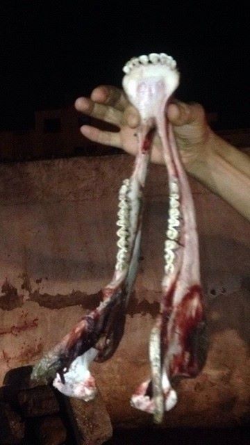 العثور على جمجمة حمار مذبوح ببني نصار تثير شكوك المواطنين العثور على جمجمة حمار مذبوح ببني نصار تثير شكوك المواطنين