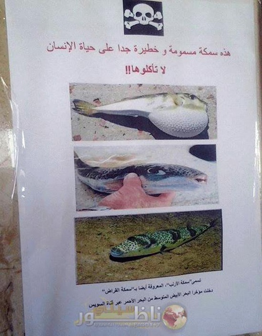 المصالح المختصة تحذر مرة أخرى من تناول سمكة الارنب القاتلة بعد دخولها الى البحر الابيض المتوسط المصالح المختصة تحذر مرة أخرى من تناول سمكة الارنب القاتلة بعد دخولها الى البحر الابيض المتوسط