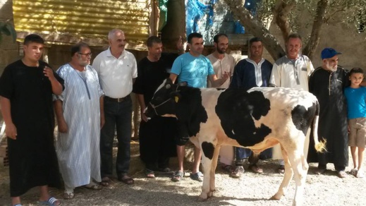 رئيس جماعة سابق نواحي تمسمان يذبح ثورا بعد إستفادة دواوير بطريق معبدة تناهز ال5 ملايير سنتيم