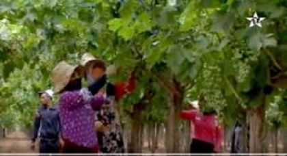 ربورتاج إخباري مصوّر حول الإنتاج الوفير لمزارع العنب بسهل "كرت" بتيزطوطين