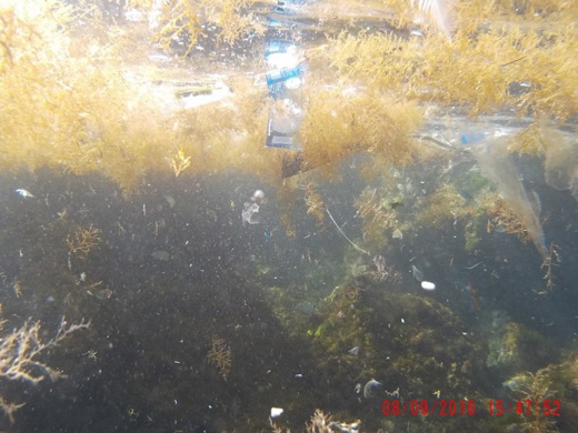 متطوعون يستخرجون أزيد من 100 كلغ من النفايات من عمق شاطئ بورفحيام نواحي الحسيمة متطوعون يستخرجون أزيد من 100 كلغ من النفايات من عمق شاطئ بورفحيام نواحي الحسيمة