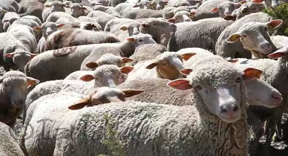 الخرفان الإسبانية تباع في الناظور، والمغربية ممنوعة من دخول إسبانيا!! الخرفان الإسبانية تباع في الناظور، والمغربية ممنوعة من دخول إسبانيا!!