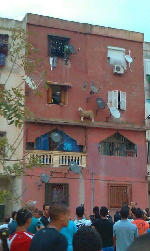 حديث الصورة: صورة الكبش التي أشعلت الفايسبوك صباح العيد أو الكبش الذي استرق الأضواء حديث الصورة: صورة الكبش التي أشعلت الفايسبوك صباح العيد أو الكبش الذي استرق الأضواء