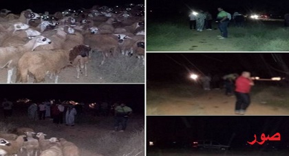 مواطنون يحبطون محاولة سرقة كبيرة طالت قطيعا من عشرات الأغنام والجنّاة يلوذون بالفرار بتزطوطين مواطنون يحبطون محاولة سرقة كبيرة طالت قطيعا من عشرات الأغنام والجنّاة يلوذون بالفرار بتزطوطين