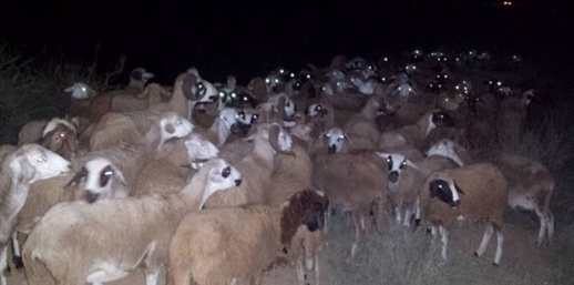 مواطنون يحبطون محاولة سرقة كبيرة طالت قطيعا من عشرات الأغنام والجنّاة يلوذون بالفرار بتزطوطين مواطنون يحبطون محاولة سرقة كبيرة طالت قطيعا من عشرات الأغنام والجنّاة يلوذون بالفرار بتزطوطين