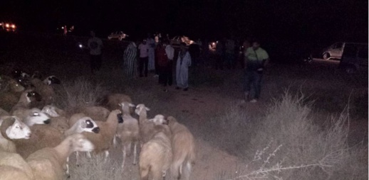 مواطنون يحبطون محاولة سرقة كبيرة طالت قطيعا من عشرات الأغنام والجنّاة يلوذون بالفرار بتزطوطين مواطنون يحبطون محاولة سرقة كبيرة طالت قطيعا من عشرات الأغنام والجنّاة يلوذون بالفرار بتزطوطين