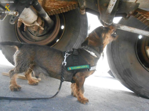 مليلية.. الكلاب المدربة تعثر على شخص مختبئا داخل شاحنة متجهة الى إسبانيا 