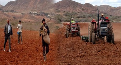 فلاحو الدريوش يجددون آمالهم بعودة التساقطات المطرية للإقبال على عملية الحرث فلاحو الدريوش يجددون آمالهم بعودة التساقطات المطرية للإقبال على عملية الحرث