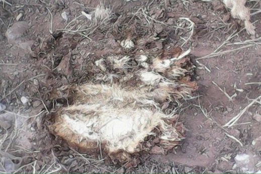 جمعية لحماية البيئة تدعو وزير التعليم إلى تدخل حازم في حق مدير أجهز على حديقة مدرسة عمومية بالناظور جمعية لحماية البيئة تدعو وزير التعليم إلى تدخل حازم في حق مدير أجهز على حديقة مدرسة عمومية بالناظور