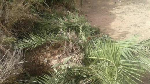 جمعية لحماية البيئة تدعو وزير التعليم إلى تدخل حازم في حق مدير أجهز على حديقة مدرسة عمومية بالناظور جمعية لحماية البيئة تدعو وزير التعليم إلى تدخل حازم في حق مدير أجهز على حديقة مدرسة عمومية بالناظور