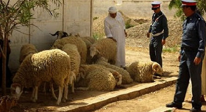 درك سرية زايو يلقي القبض على عصابة تنشط في سرقة المواشي والدواجن