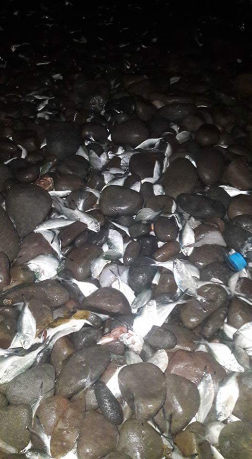 نفوق عدد كبير  من الأسماك بشاطئ "الحرش" اقليم الدريوش  يثير إستغراب البحارة نفوق عدد كبير  من الأسماك بشاطئ "الحرش" اقليم الدريوش  يثير إستغراب البحارة