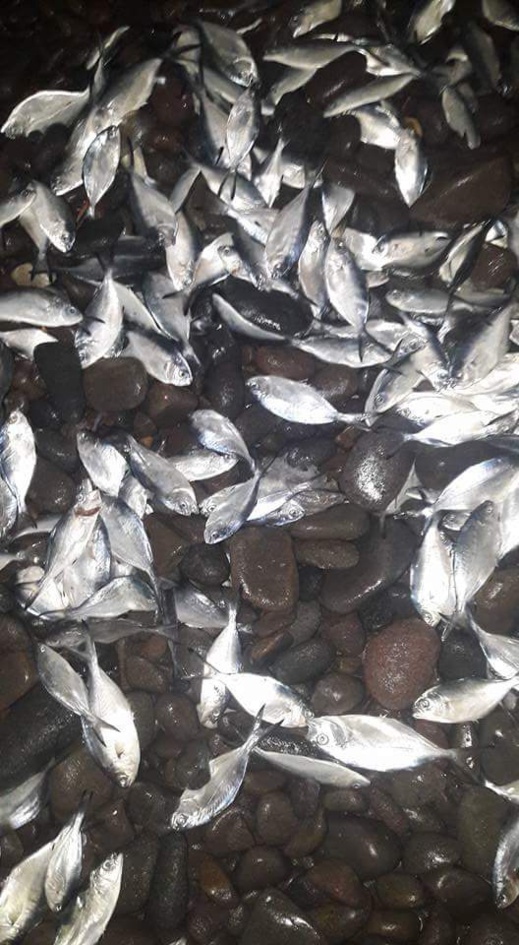 نفوق عدد كبير  من الأسماك بشاطئ "الحرش" اقليم الدريوش  يثير إستغراب البحارة نفوق عدد كبير  من الأسماك بشاطئ "الحرش" اقليم الدريوش  يثير إستغراب البحارة