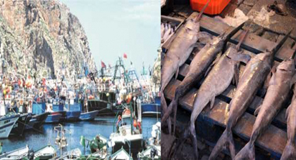 حادثة "محسن فكري" تعيد "سمك أبو سيف" للبيع داخل أسواق المكتب الوطني للصيد بميناء الحسيمة