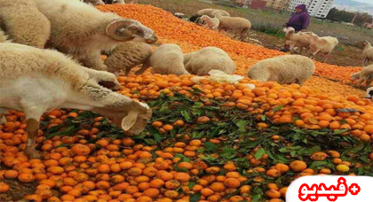 بعد إنهيار أسعار البرتقال في الأسواق .. الفلاحون يبيعون محصولهم بنصف درهم "للكليو" أو يتلفونه
