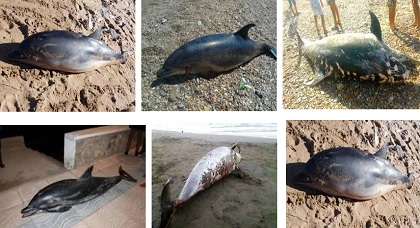 خبراء منظمة عالمية يحلون بالمغرب للتحقق من أسباب نفوق الدلافين ببحر البوران بسواحل الريف خبراء منظمة عالمية يحلون بالمغرب للتحقق من أسباب نفوق الدلافين ببحر البوران بسواحل الريف