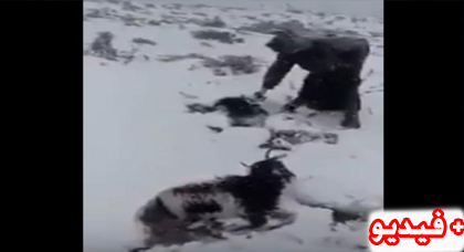 صادم.. نفوق قطيع من الأغنام وسط الثلوج وحسرة صاحبها تشعل الفايسبوك صادم.. نفوق قطيع من الأغنام وسط الثلوج وحسرة صاحبها تشعل الفايسبوك