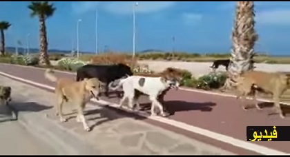 بعد واقعة سرب الدجاج.. الفسابكة الناظوريون يسخرون من مشهد حشد من الكلاب الضالة يجوب بالكورنيش بعد واقعة سرب الدجاج.. الفسابكة الناظوريون يسخرون من مشهد حشد من الكلاب الضالة يجوب بالكورنيش