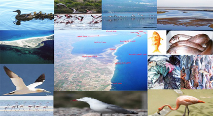 التنوع البيولوجي في بحيرة مارتشيكا في خدمة السياحة البيئية التنوع البيولوجي في بحيرة مارتشيكا في خدمة السياحة البيئية