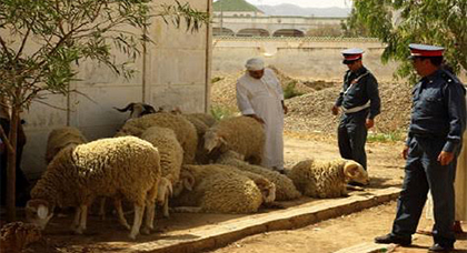 الدريوش.. عناصر الدرك الملكي تتمكن من اعتقال سارقي 13 رأس غنم من بوفرقوش متلبسين ببيعها بسوق العروي الدريوش.. عناصر الدرك الملكي تتمكن من اعتقال سارقي 13 رأس غنم من بوفرقوش متلبسين ببيعها بسوق العروي