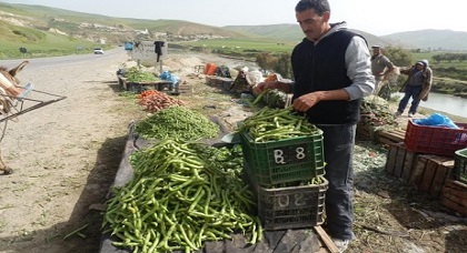 انخفاض سعر "الجلبانة" إلى 3 دراهم للكلغ يخلق "صدمة" لدى المزارعين المتخوفين من كساد منتوجهم بأركمان انخفاض سعر "الجلبانة" إلى 3 دراهم للكلغ يخلق "صدمة" لدى المزارعين المتخوفين من كساد منتوجهم بأركمان