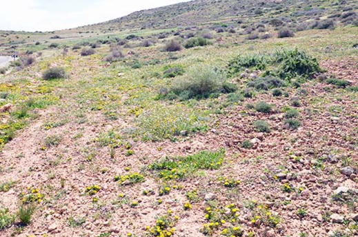 أرض للبيع بموقع إستراتيجي على الطريق الساحلي قرب ميناء غرب المتوسط بثمن جد مناسب أرض للبيع بموقع إستراتيجي على الطريق الساحلي قرب ميناء غرب المتوسط بثمن جد مناسب
