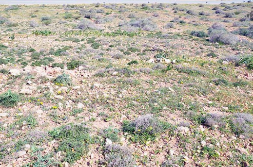 أرض للبيع بموقع إستراتيجي على الطريق الساحلي قرب ميناء غرب المتوسط بثمن جد مناسب أرض للبيع بموقع إستراتيجي على الطريق الساحلي قرب ميناء غرب المتوسط بثمن جد مناسب