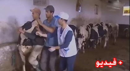 بعد أن عجزت الجزائر عن السيطرة على الحمى القلاعية.. الجهة الشرقية تستنفر مصالحها لحماية قطيع الماشية بالمنطقة بعد أن عجزت الجزائر عن السيطرة على الحمى القلاعية.. الجهة الشرقية تستنفر مصالحها لحماية قطيع الماشية بالمنطقة