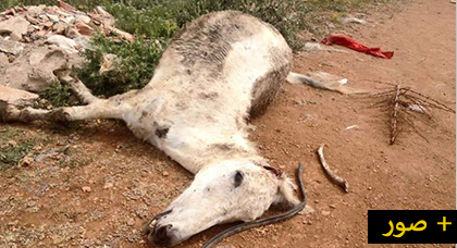 مجهولون يقطعون أذن دابة لإستخدامها في أعمال سحر وشعوذة بمدينة بني نصار