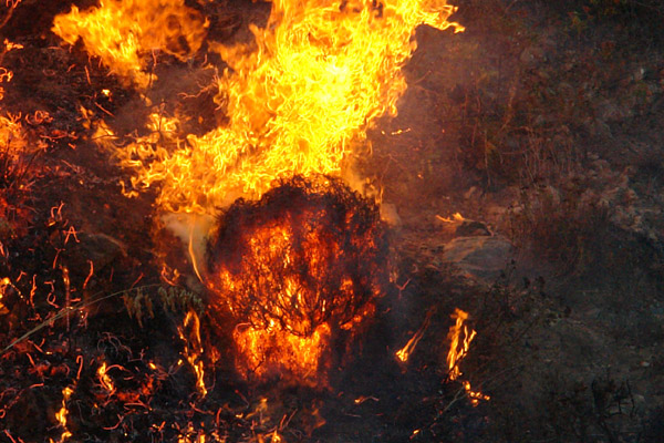 النيران تلتهم أزيد من 200 هكتار من القطاع الغابوي لجبال كبدانة النيران تلتهم أزيد من 200 هكتار من القطاع الغابوي لجبال كبدانة