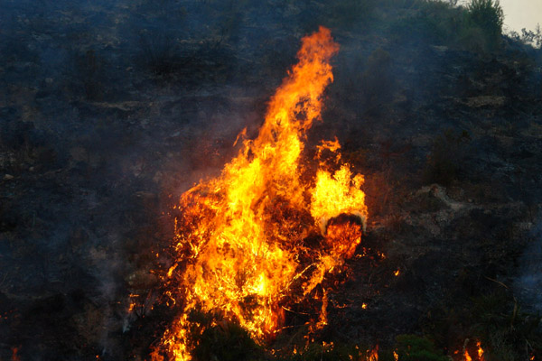 النيران تلتهم أزيد من 200 هكتار من القطاع الغابوي لجبال كبدانة النيران تلتهم أزيد من 200 هكتار من القطاع الغابوي لجبال كبدانة