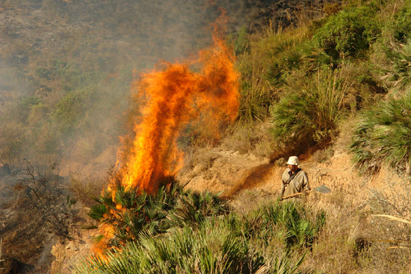 النيران تلتهم أزيد من 200 هكتار من القطاع الغابوي لجبال كبدانة النيران تلتهم أزيد من 200 هكتار من القطاع الغابوي لجبال كبدانة