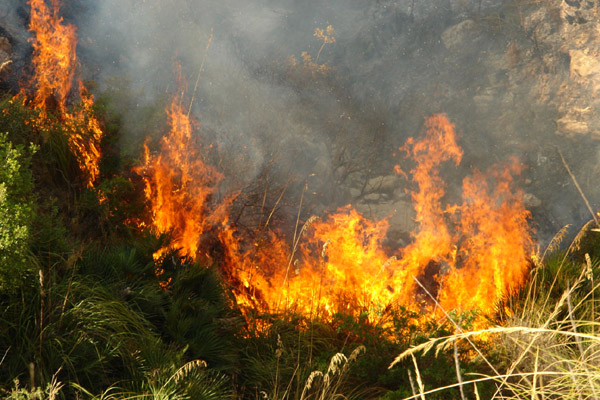 النيران تلتهم أزيد من 200 هكتار من القطاع الغابوي لجبال كبدانة النيران تلتهم أزيد من 200 هكتار من القطاع الغابوي لجبال كبدانة