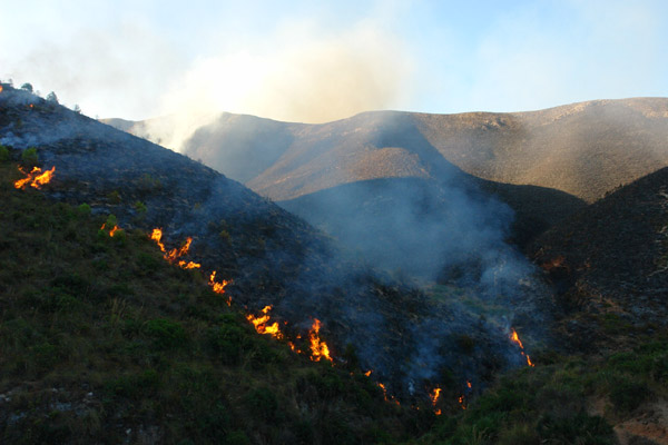 النيران تلتهم أزيد من 200 هكتار من القطاع الغابوي لجبال كبدانة النيران تلتهم أزيد من 200 هكتار من القطاع الغابوي لجبال كبدانة