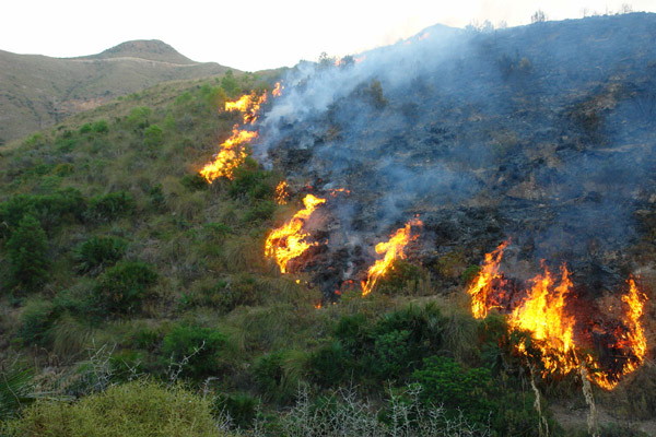 النيران تلتهم أزيد من 200 هكتار من القطاع الغابوي لجبال كبدانة النيران تلتهم أزيد من 200 هكتار من القطاع الغابوي لجبال كبدانة
