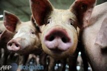 سؤال وجواب عن إنفلونزا الخنازير