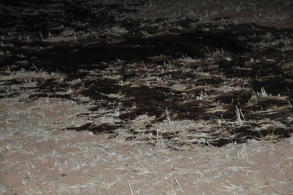 احتراق أزيد من هكتارين بجماعة بني سيدال الجبل.. احتراق أزيد من هكتارين بجماعة بني سيدال الجبل..