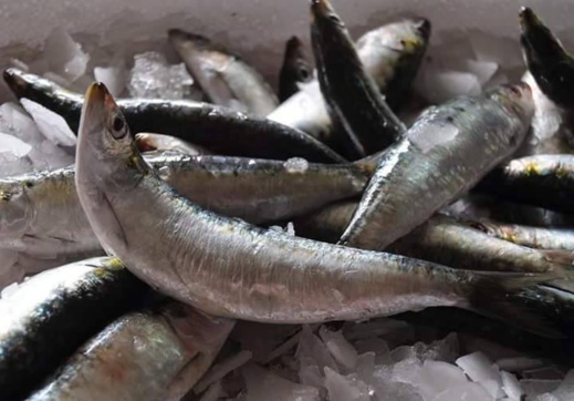 ارتفاع ثمن السردين .. المهنيون يعددون الأسباب و"حماية المستهلك" تطالب بسياسة حمائية ومندوبية الصيد لا ترد ارتفاع ثمن السردين .. المهنيون يعددون الأسباب و"حماية المستهلك" تطالب بسياسة حمائية ومندوبية الصيد لا ترد