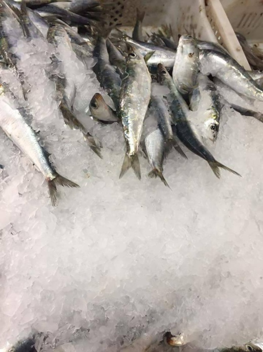 ارتفاع ثمن السردين .. المهنيون يعددون الأسباب و"حماية المستهلك" تطالب بسياسة حمائية ومندوبية الصيد لا ترد ارتفاع ثمن السردين .. المهنيون يعددون الأسباب و"حماية المستهلك" تطالب بسياسة حمائية ومندوبية الصيد لا ترد