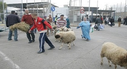 الحكومة الإسبانية ترفع الحظر على الخروف المغربي وتسمح لمسلمي مليلية باستوراده من الناظور