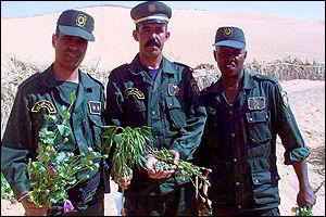 الدرك الجزائري يُحبط تهريب طنين ونصف من الكيف انطلاقا من المغرب الدرك الجزائري يُحبط تهريب طنين ونصف من الكيف انطلاقا من المغرب