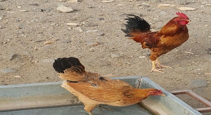 غريب ومثير.. سلطات أركمان تستنطق إمام مسجد بسبب دجاجتين غريب ومثير.. سلطات أركمان تستنطق إمام مسجد بسبب دجاجتين