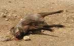 جثّة خنزير برّي تنتظر الأطبّاء لأربع أيّام ببني انصار جثّة خنزير برّي تنتظر الأطبّاء لأربع أيّام ببني انصار