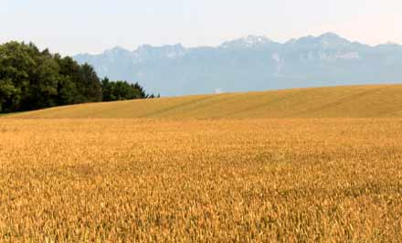 الناظور : تخصيص 140 ألف هكتار لزراعة الحبوب الخريفية برسم الموسم الفلاحي الجديد الناظور : تخصيص 140 ألف هكتار لزراعة الحبوب الخريفية برسم الموسم الفلاحي الجديد