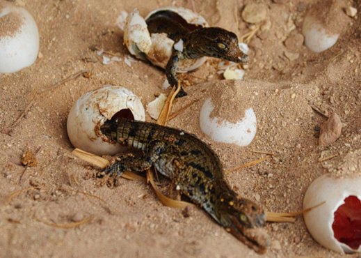 خمسة تماسيح ترى النور بالمغرب و 15 بيضة جديدة على وشك التفقيس خمسة تماسيح ترى النور بالمغرب و 15 بيضة جديدة على وشك التفقيس