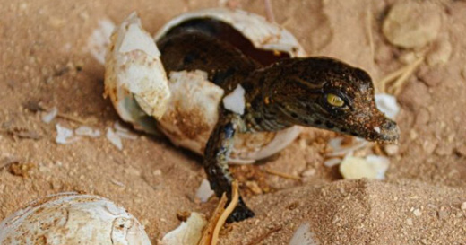 خمسة تماسيح ترى النور بالمغرب و 15 بيضة جديدة على وشك التفقيس خمسة تماسيح ترى النور بالمغرب و 15 بيضة جديدة على وشك التفقيس