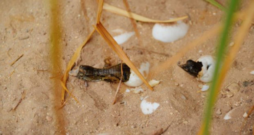 خمسة تماسيح ترى النور بالمغرب و 15 بيضة جديدة على وشك التفقيس خمسة تماسيح ترى النور بالمغرب و 15 بيضة جديدة على وشك التفقيس