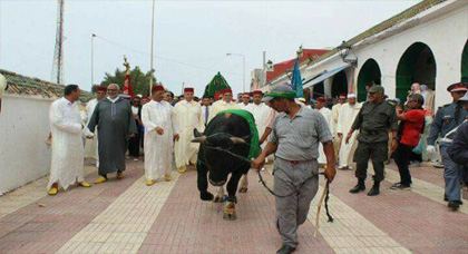 يحدث في 2017 بالمغرب.. تقديم ثور قربانا لضريح بحضور العامل ومنتخبين ورجال السلطة يحدث في 2017 بالمغرب.. تقديم ثور قربانا لضريح بحضور العامل ومنتخبين ورجال السلطة