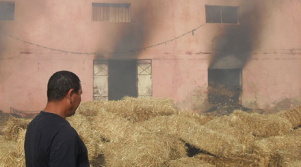 نفوق تسعٍ وعشْرِينَ بقرة في حريق إسطبل نفوق تسعٍ وعشْرِينَ بقرة في حريق إسطبل